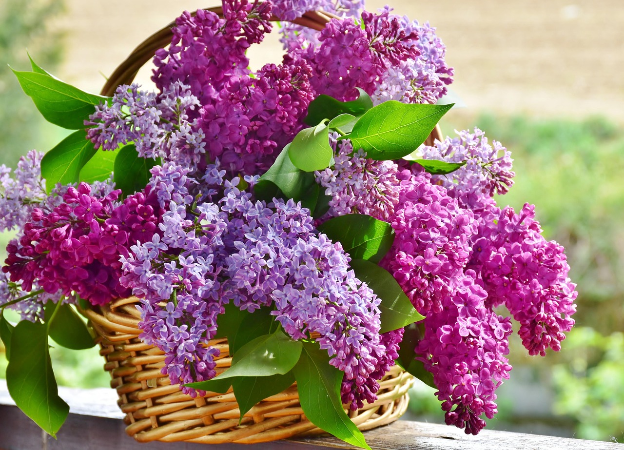 Bloementuin met geurige bloemen naast zonnig terras. Bloementuin met geurige bloemen naast zonnig terras.